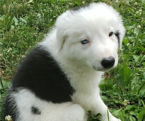 Border Collie Puppy for sale in PHILA, PA, USA