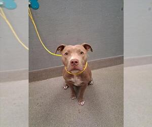 Mutt Dogs for adoption in Las Vegas, NV, USA