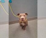 Small Mutt