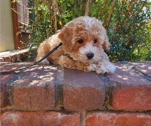 Poochon Puppy for sale in AMERICAN CANYON, CA, USA
