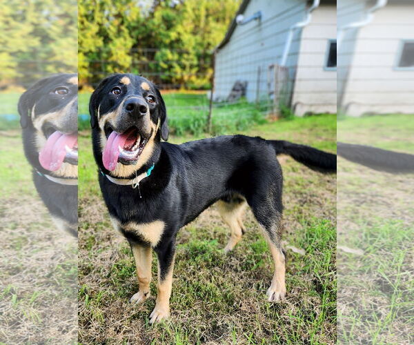 Medium Photo #1 Rottweiler-Unknown Mix Puppy For Sale in New London, WI, USA