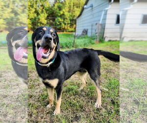 Rottweiler-Unknown Mix Dogs for adoption in New London, WI, USA