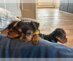 Small Photo #17 Yorkshire Terrier Puppy For Sale in WOODSTOCK, CT, USA