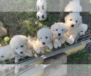 Labrenees Puppy for sale in CEDAR HILL, TX, USA