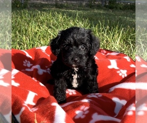 Poodle (Toy)-Schnauzer (Miniature) Mix Puppy for sale in EL CAMPO, TX, USA