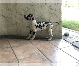 Great Dane Puppy for sale in FONTANA, CA, USA