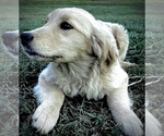 Small Photo #3 Golden Retriever Puppy For Sale in WEST ALEXANDRIA, OH, USA
