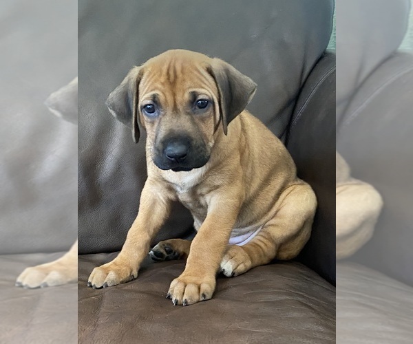 Medium Photo #12 Rhodesian Ridgeback Puppy For Sale in KELLER, TX, USA