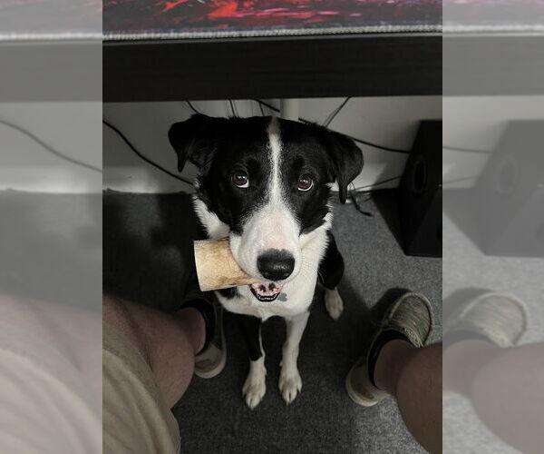 Medium Photo #1 Border Collie-Unknown Mix Puppy For Sale in Highland, IL, USA