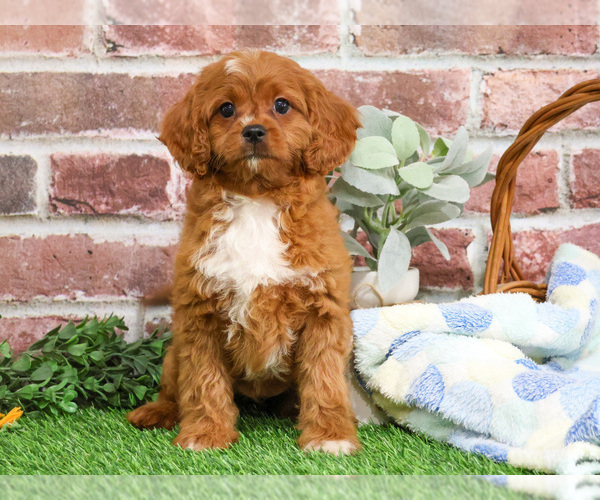 Medium Photo #5 Cavapoo (Miniature) Puppy For Sale in SYRACUSE, IN, USA