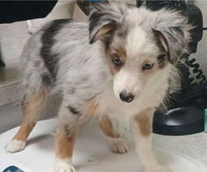 Miniature Australian Shepherd Puppy for sale in MILTON, WI, USA