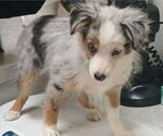 Small Miniature Australian Shepherd