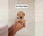 Puppy Blue Cavapoo
