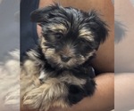 Puppy Bullseye Morkie