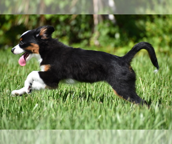 Medium Photo #7 Miniature Australian Shepherd Puppy For Sale in PALM COAST, FL, USA
