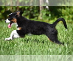Small #6 Miniature Australian Shepherd