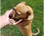 Small Photo #4 French Bullhuahua Puppy For Sale in PHOENIX, AZ, USA