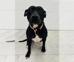 Small American Pit Bull Terrier
