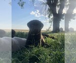 Puppy Belle Labrador Retriever