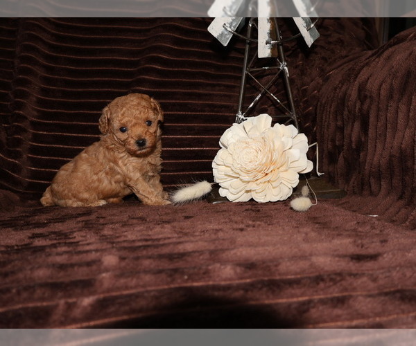 Medium Photo #3 Poodle (Toy) Puppy For Sale in GIRARD, KS, USA