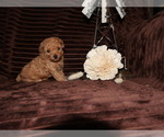 Small #2 Poodle (Toy)