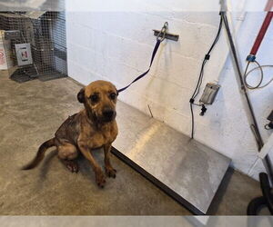 Texas Heeler-Unknown Mix Dogs for adoption in Corona, CA, USA