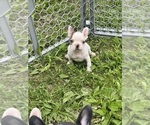 Small #3 French Bulldog