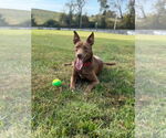 Small #18 Australian Kelpie Mix