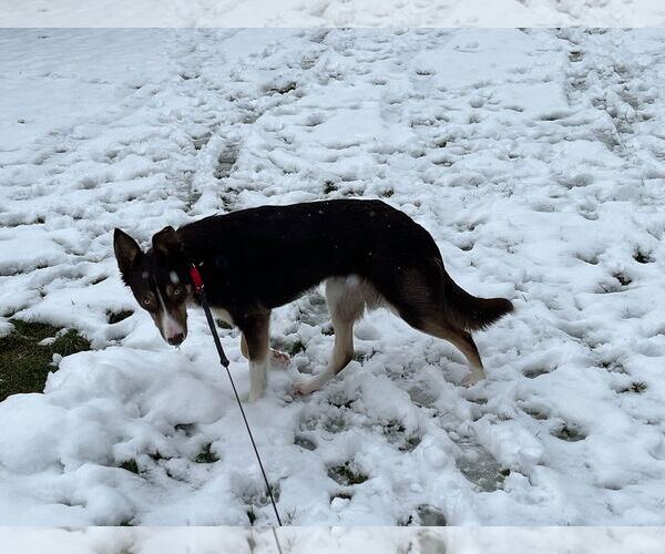 Medium Photo #10 Border Collie Puppy For Sale in Highland, IL, USA
