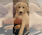Puppy 2 Goldendoodle-Poodle (Standard) Mix