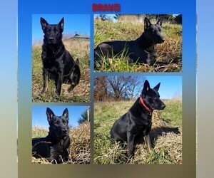 Father of the German Shepherd Dog puppies born on 11/04/2024