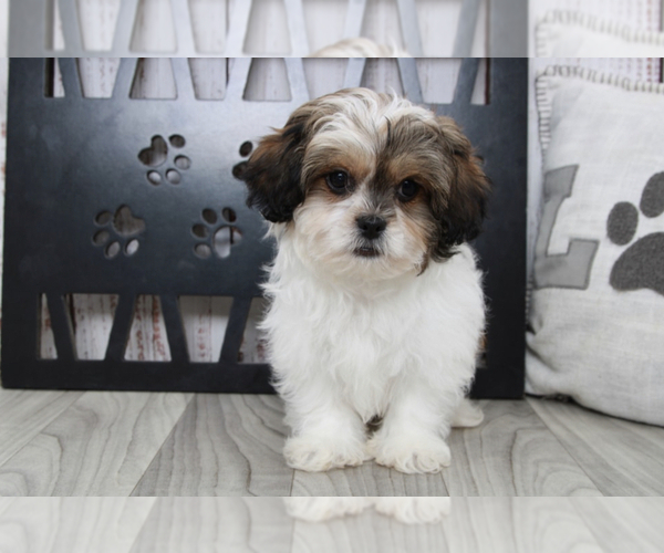 Medium Photo #1 Shih-Poo Puppy For Sale in MARIETTA, GA, USA