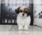 Small Photo #1 Shih-Poo Puppy For Sale in MARIETTA, GA, USA