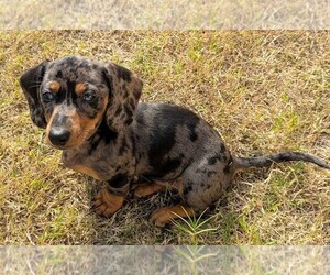 Dachshund Puppy for sale in KATY, TX, USA