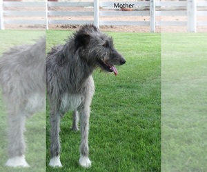 Irish Wolfhound-Scottish Deerhound Mix Puppy for sale in CONNELL, WA, USA