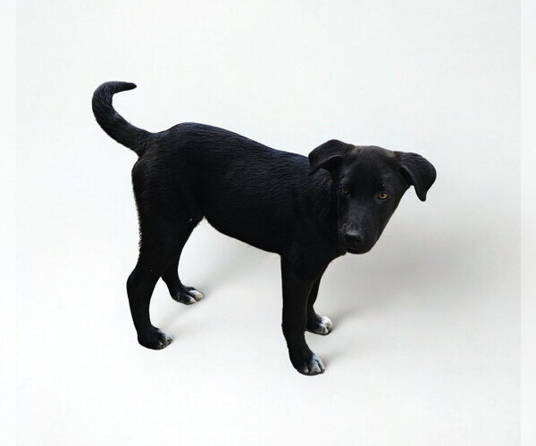 Medium Photo #7 Labrador Retriever-Unknown Mix Puppy For Sale in Croydon, NH, USA