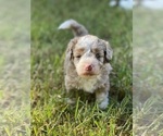 Small #2 Aussiedoodle Miniature -Poodle (Miniature) Mix