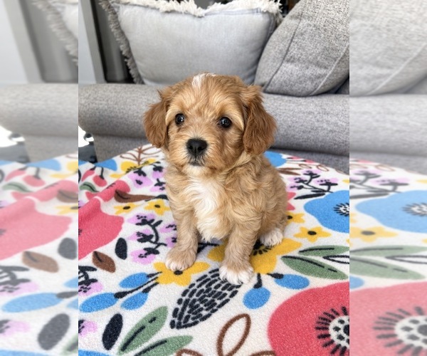 Medium Photo #2 Maltipoo (Toy) Puppy For Sale in BELDING, MI, USA
