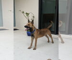 Small German Shepherd Dog