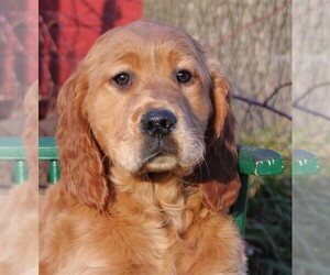 Golden Irish Puppy for Sale in JONES, Michigan USA