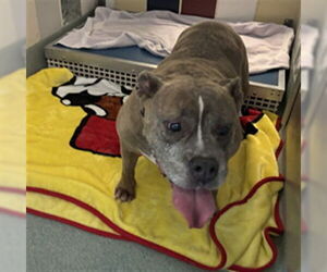 Bulldog-Unknown Mix Dogs for adoption in Plano, TX, USA