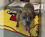 Small Bulldog Mix