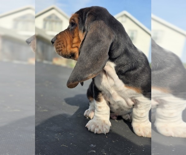 Medium Photo #64 Basset Hound Puppy For Sale in GREENLEAF, WI, USA