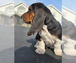 Small #3 Basset Hound