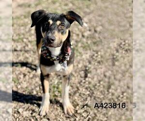 Labrador Retriever-Unknown Mix Dogs for adoption in Conroe, TX, USA
