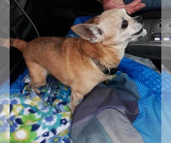 Medium Photo #4 Chihuahua Puppy For Sale in Rootstown, OH, USA