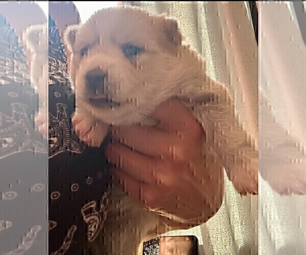 Medium Photo #159 Pomsky Puppy For Sale in LOVELAND, CO, USA
