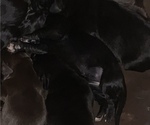 Puppy 2 Bernedoodle-Labrador Retriever Mix