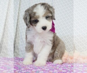 Poodle (Miniature)-Sheepadoodle Mix Puppy for sale in SHIPSHEWANA, IN, USA