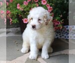 Small #4 Bernedoodle-Poodle (Miniature) Mix